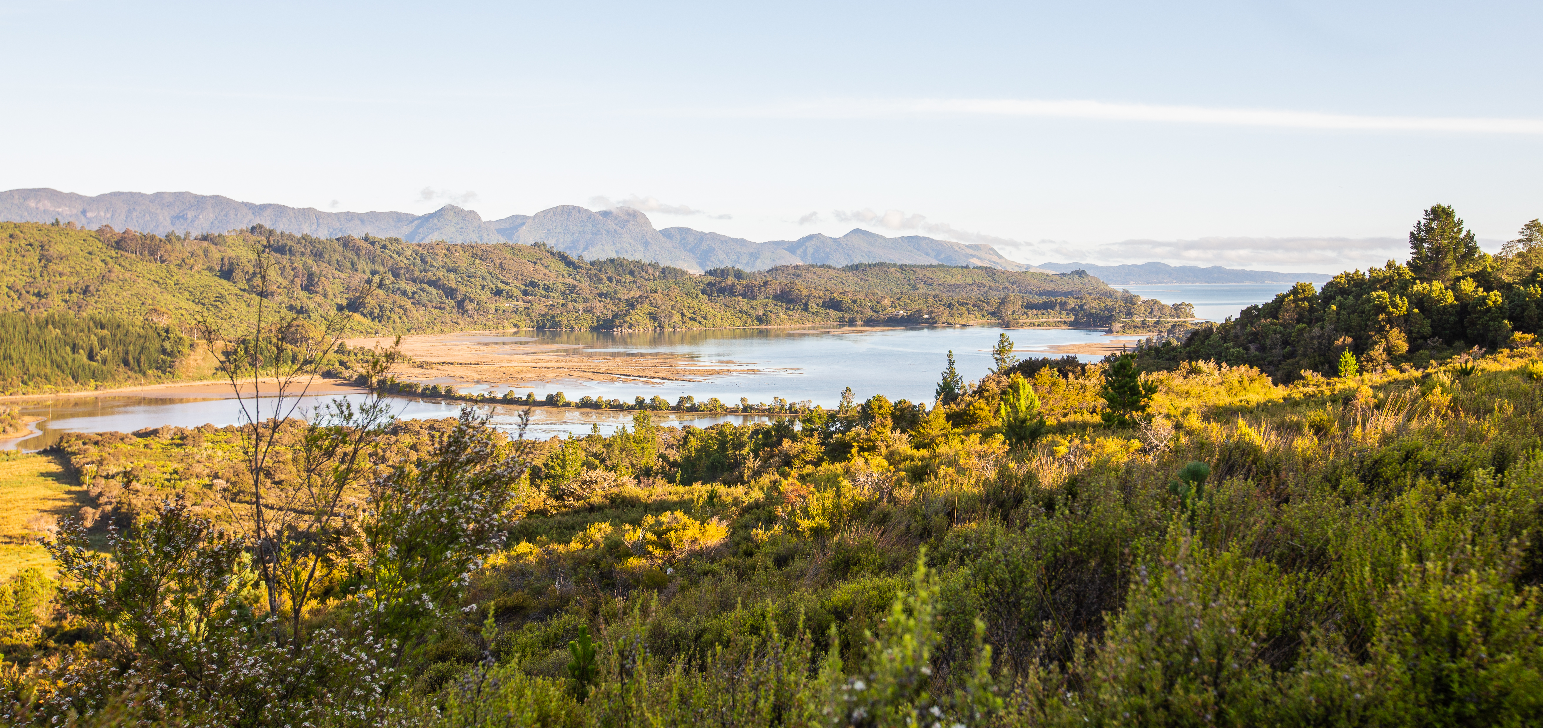 ニュージーランドの森