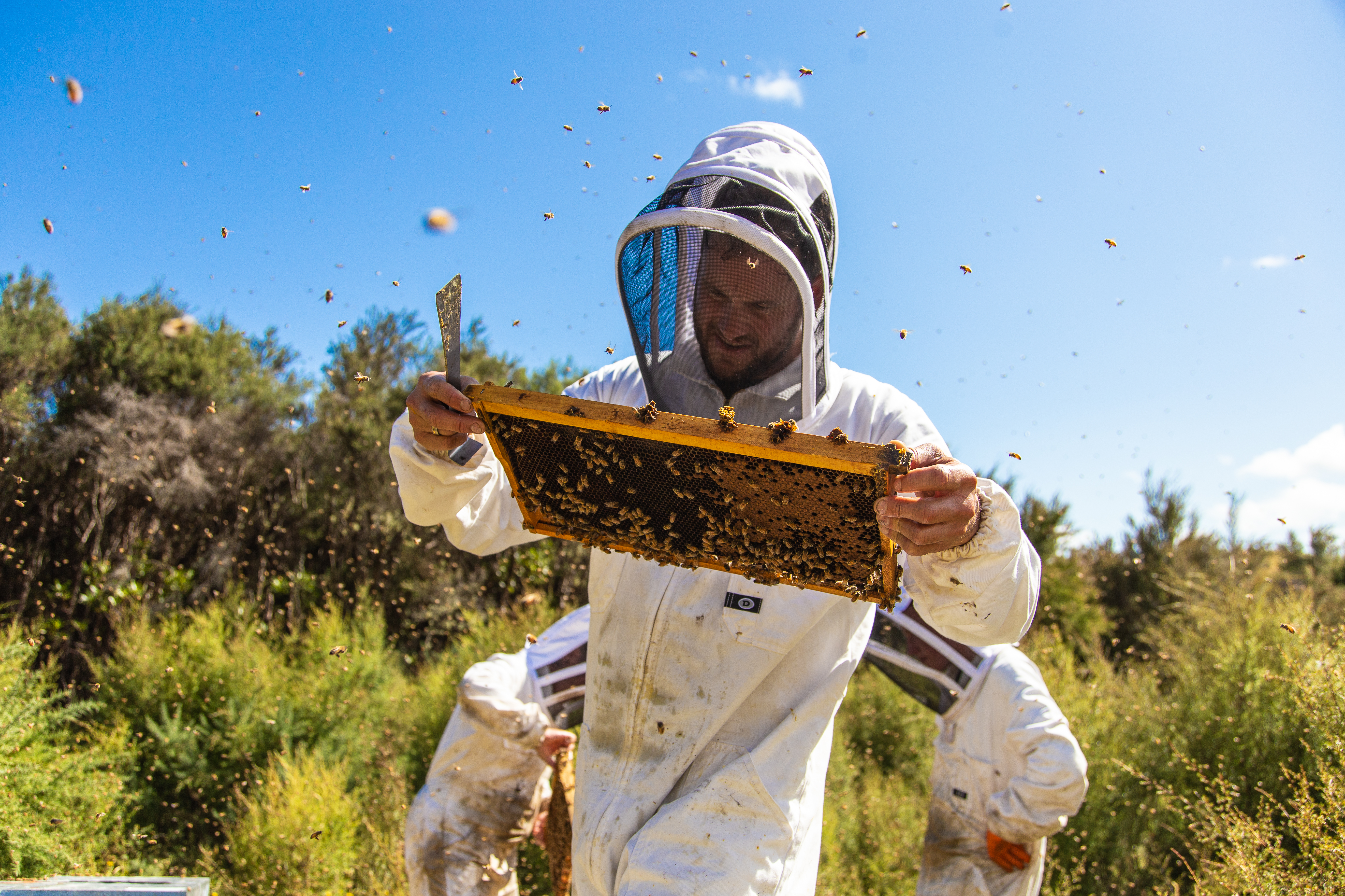 プレミアムマヌカハニー